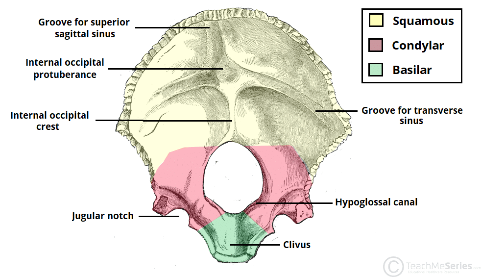 <p>Inner occipital surface</p>