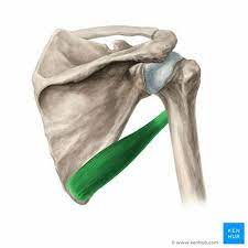 medial lip of bicipital groove of humerus
