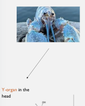 <p>The <strong>Y-organ</strong> in the head</p>