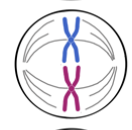 <p>chromosomes separating</p>