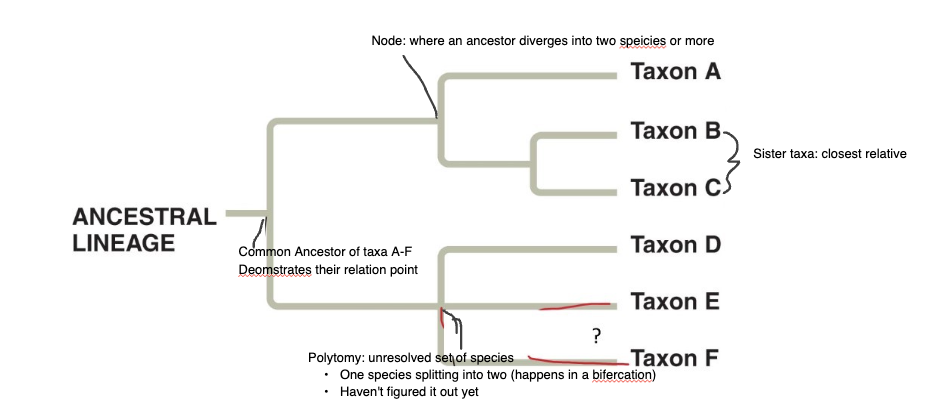 <p>where an ancestor diverges into two species or more</p>