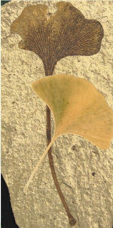 <ul><li><p><span style="background-color: transparent;"><span>Smallest group in gymnosperms</span></span></p></li><li><p><span style="background-color: transparent;"><span>1 single species: </span><em><span>Ginkgo biloba </span></em><span>(living fossil, survived 270 million years, most species only 1 million years), largest wild population cultivated by chinese monks for ~1000 yrs</span></span></p></li><li><p><span style="background-color: transparent;"><span>Used to be more diverse taxonomy</span></span></p></li></ul><p><span style="background-color: transparent;"><span>Characteristics:</span></span></p><ul><li><p><span style="background-color: transparent;"><span>Fan-shaped leaves</span></span></p></li><li><p><span style="background-color: transparent;"><span>Dioecious</span></span></p></li><li><p><span style="background-color: transparent;"><span>Fruit-like structure for female gametophytes</span></span></p><ul><li><p><span style="background-color: transparent;"><span>NO cones!!!</span></span></p></li></ul></li></ul><p></p>