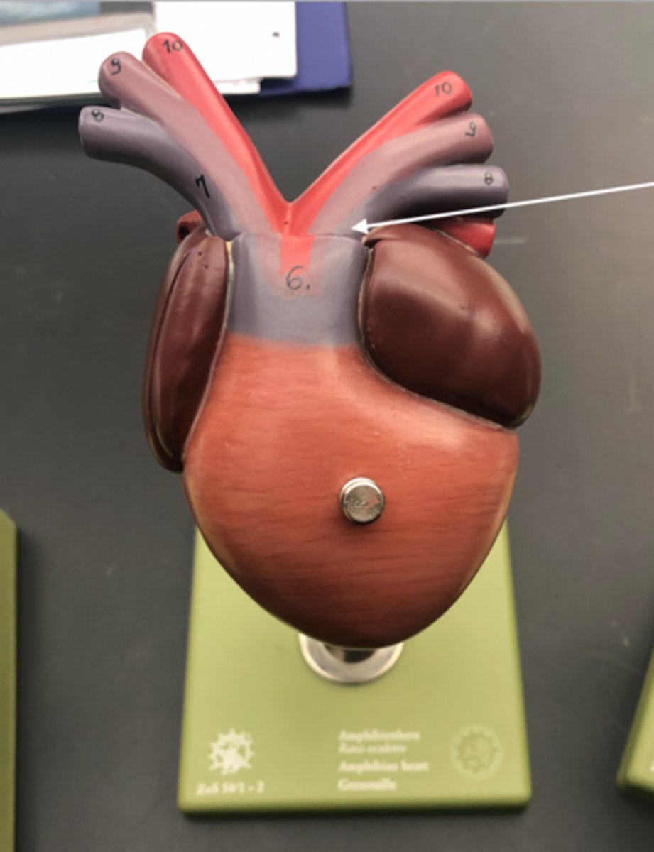 <p>a left and right artery from conus arteriosus that split into 3 smaller arteries each</p>