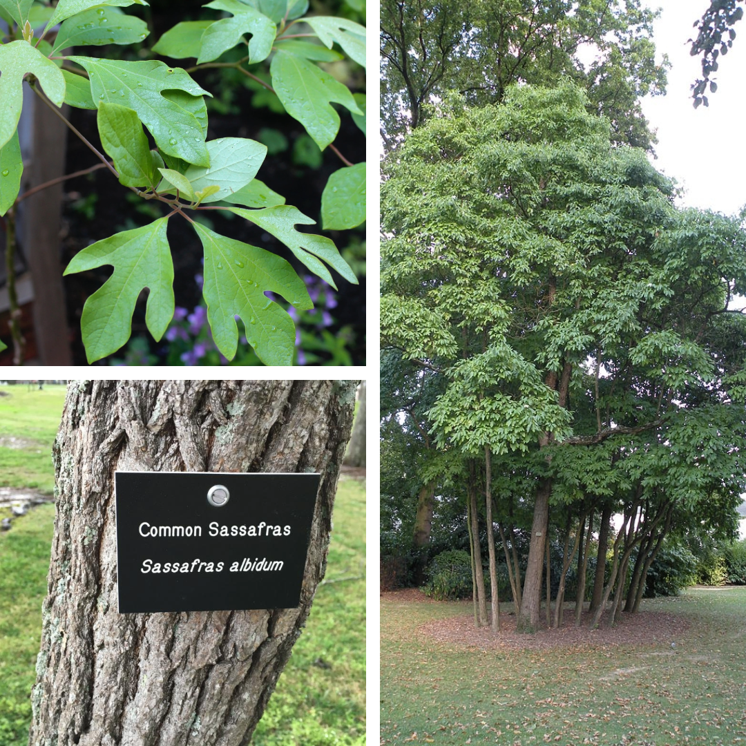 <p>Sassafrass</p><p>Alternate entire, lobed leaves mittens or threes, green twigs, smells lemony!</p>