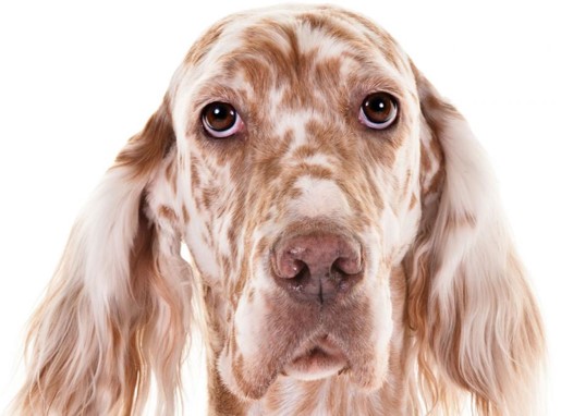 <p>English setter</p>