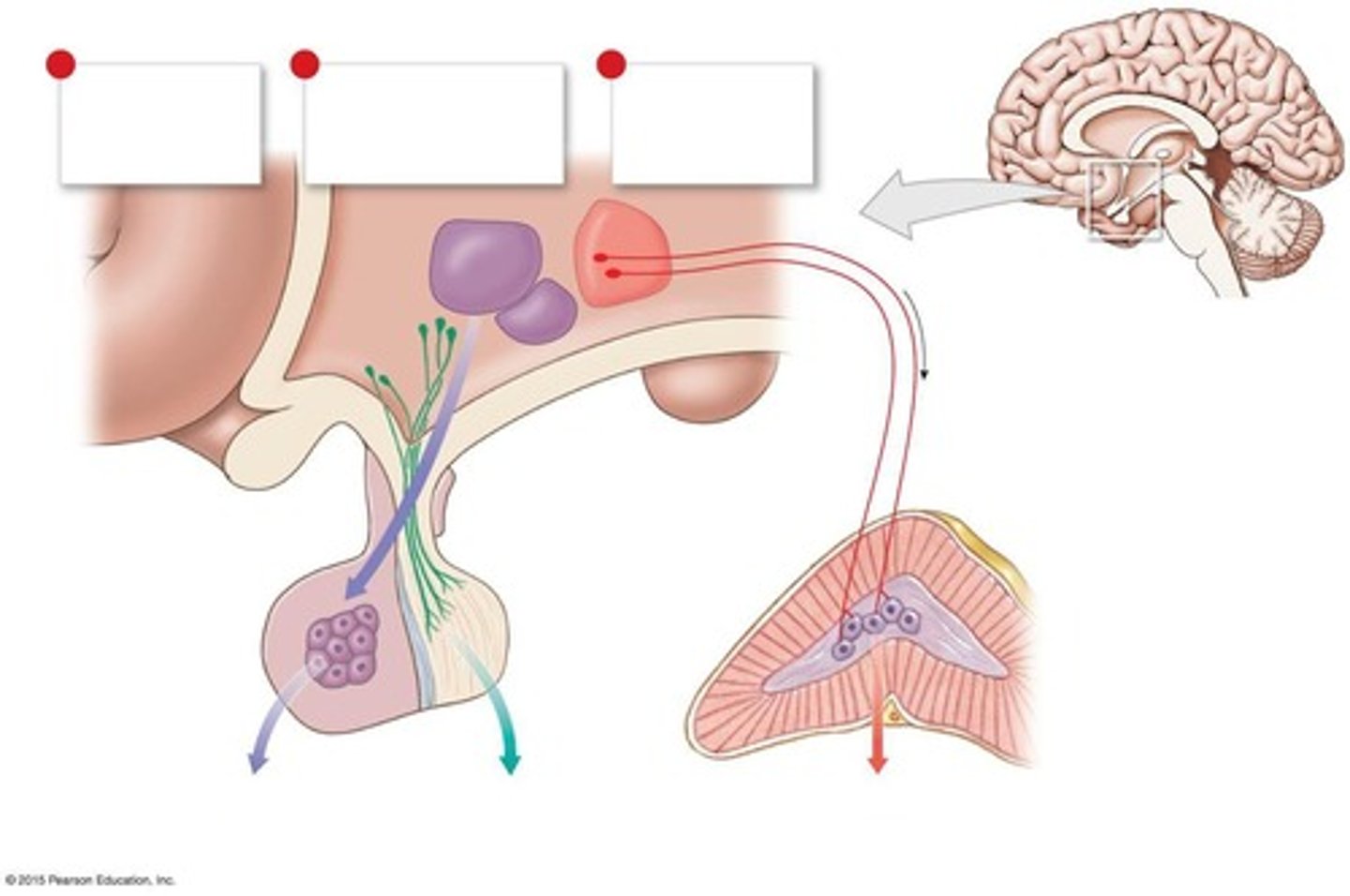 <p>The hypothalamus controls the pituitary gland's hormone release through regulatory hormones and neural signals.</p>