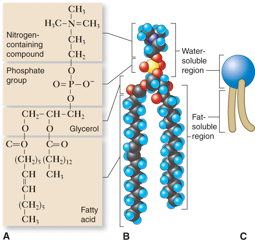 Phospholipid molecule