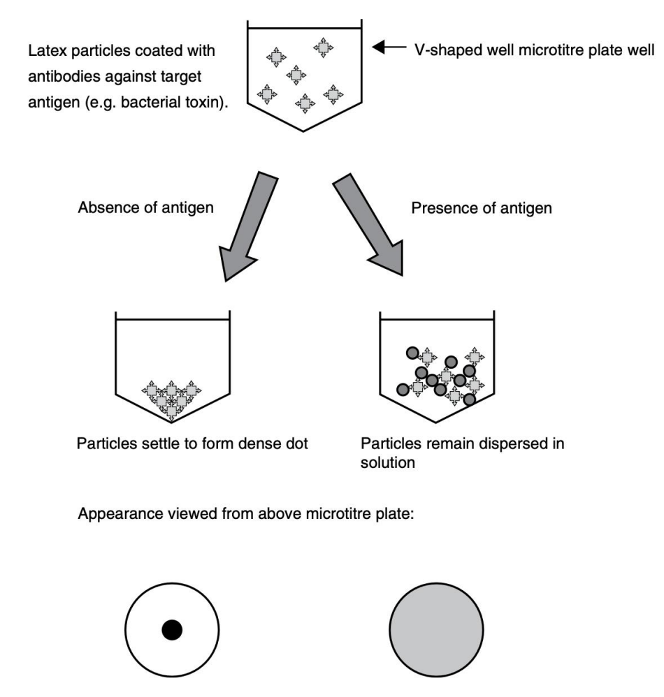 <p>Reversed passive latex agglutination</p>