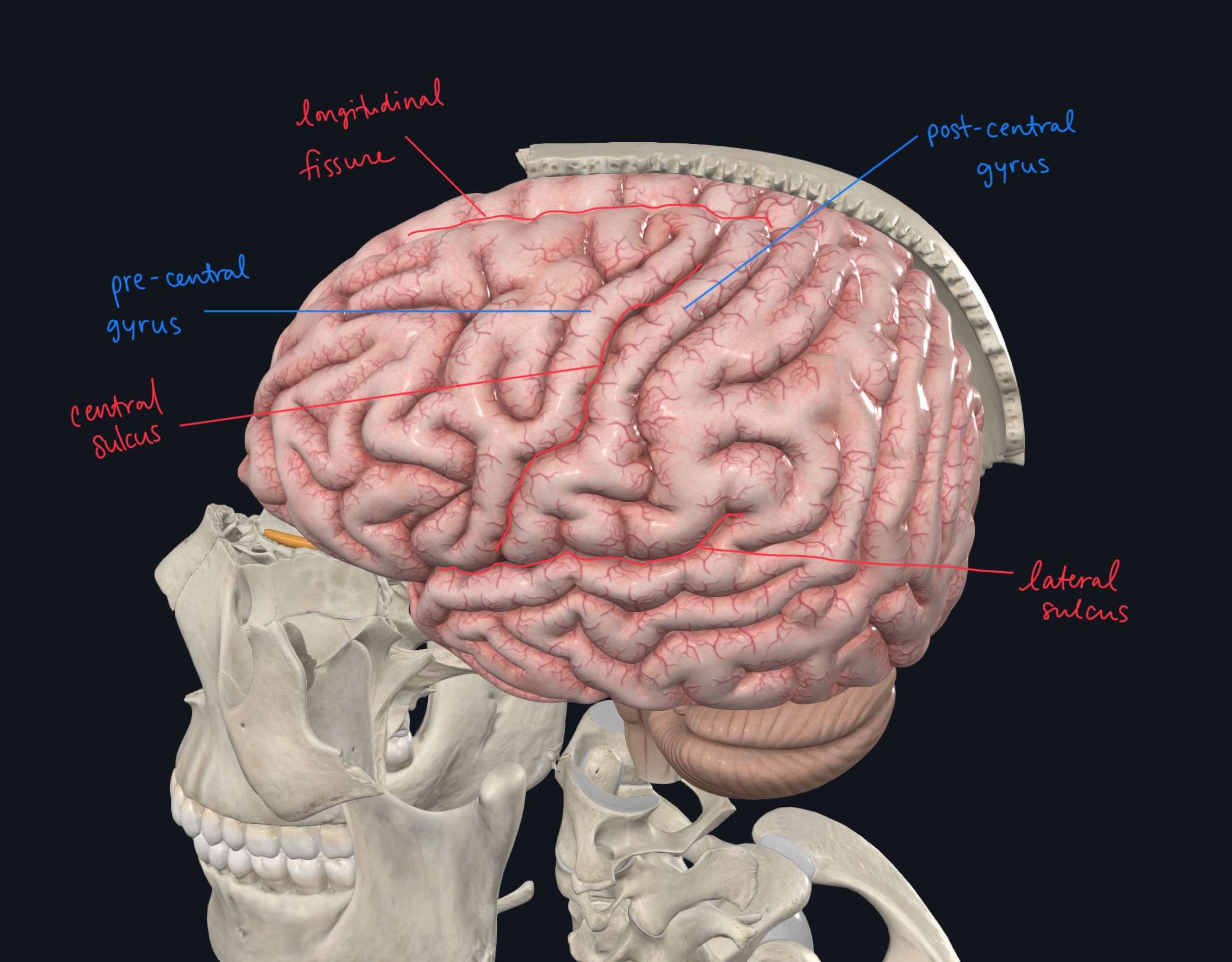 knowt flashcard image