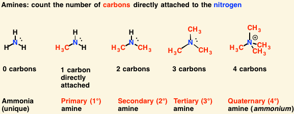 <p>nitrogen atom </p>
