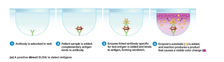 <ul><li><p>most popular and widely used method</p></li><li><p>known antibodies and an unknown type of bacterium are added to a well; a reaction identifies the bacteria&nbsp;</p></li></ul><p></p>