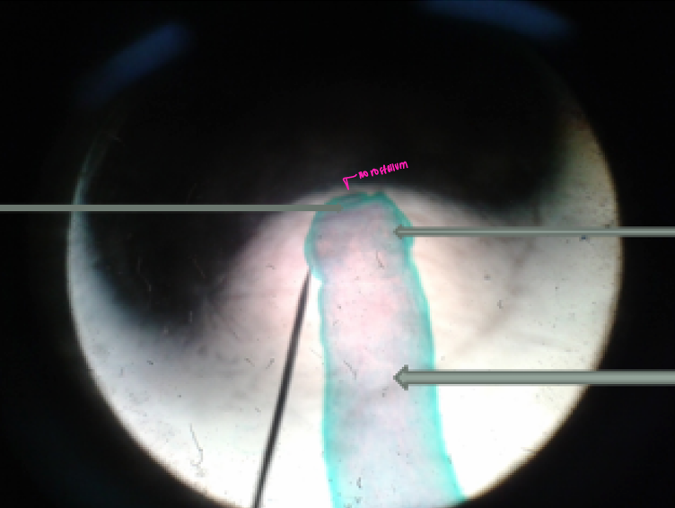 <p>what specie, main part, parts</p>