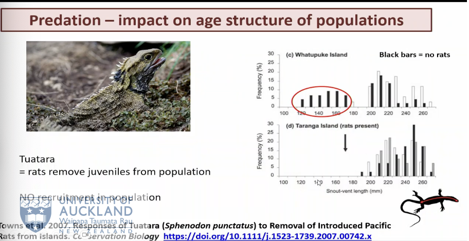 <p>expalin the tuatara example. </p>