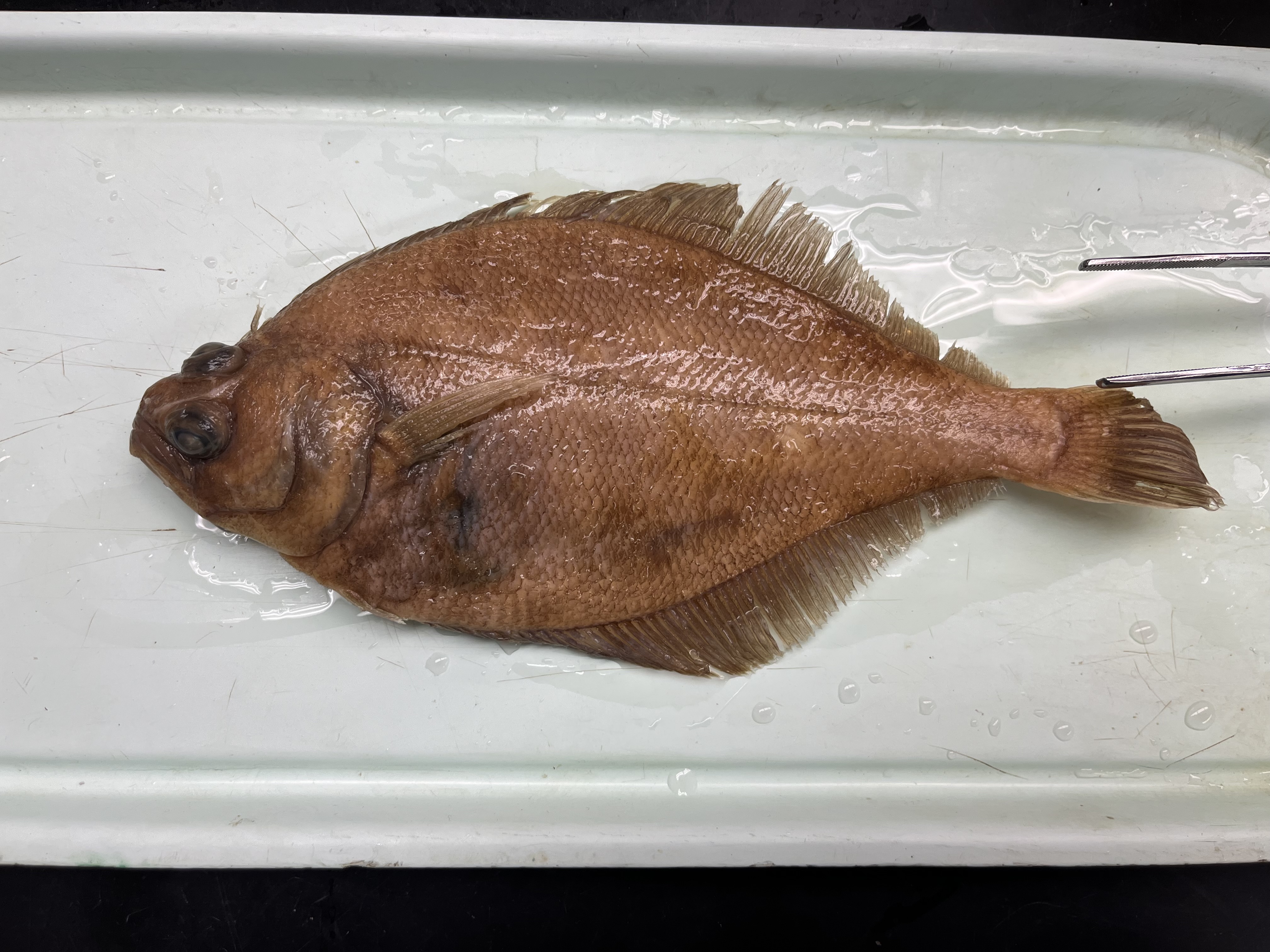 <p>Sinistral flatfish, pectoral fin reaches eye when folded over</p>