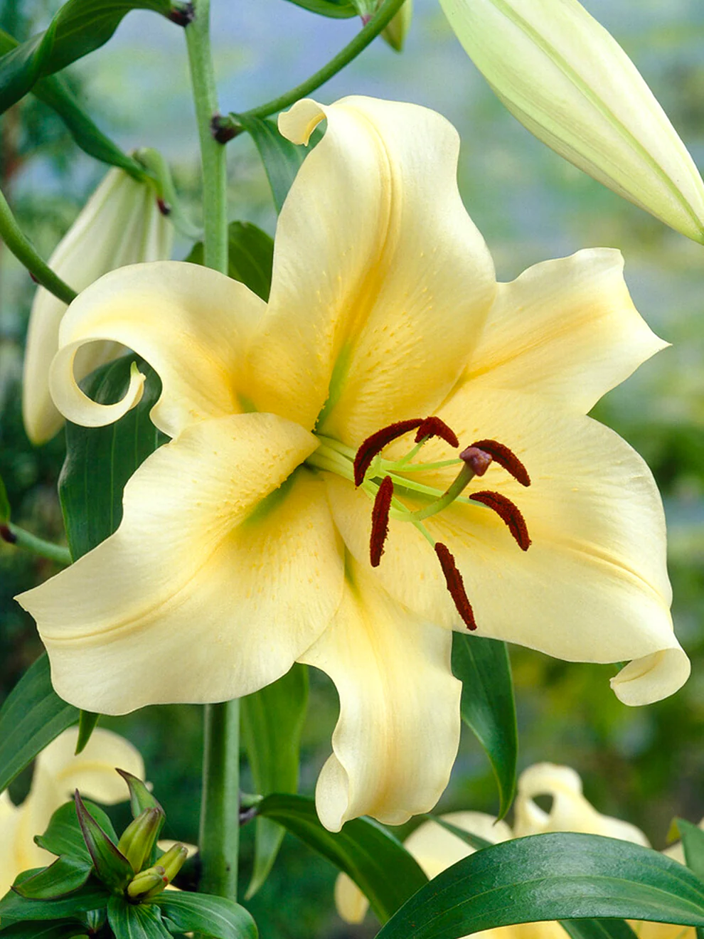 <p>Which Genus and Division does this live specimen belong to?</p>