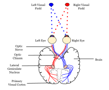 <p>location: very back of brain</p><p>function: receives and processes visual info. right cortex processes info from left eye, and left cortex processes info from right eye</p>