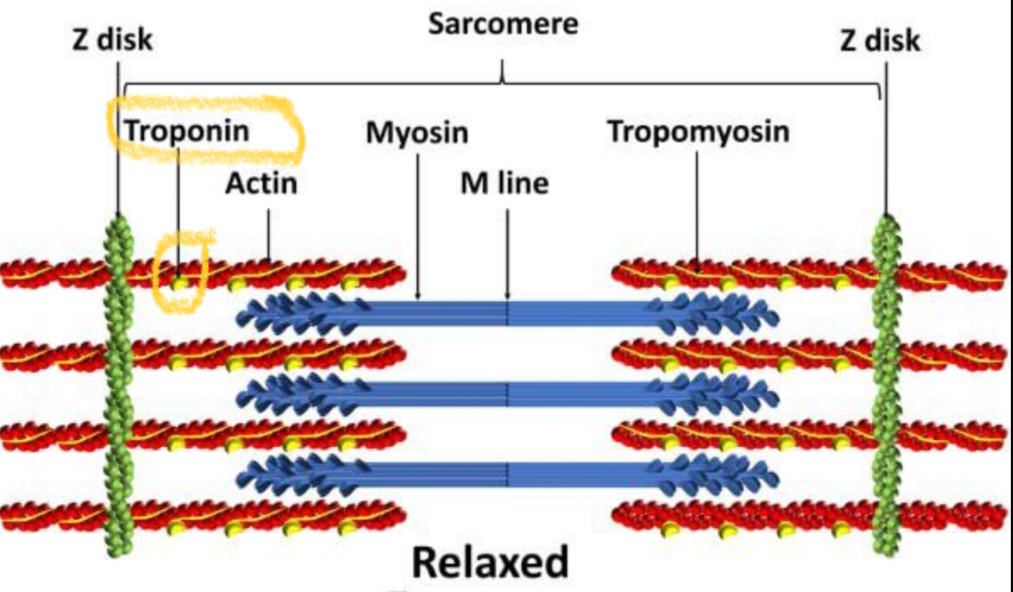 <p>Binds to tropomyosin on actin and calcium</p>