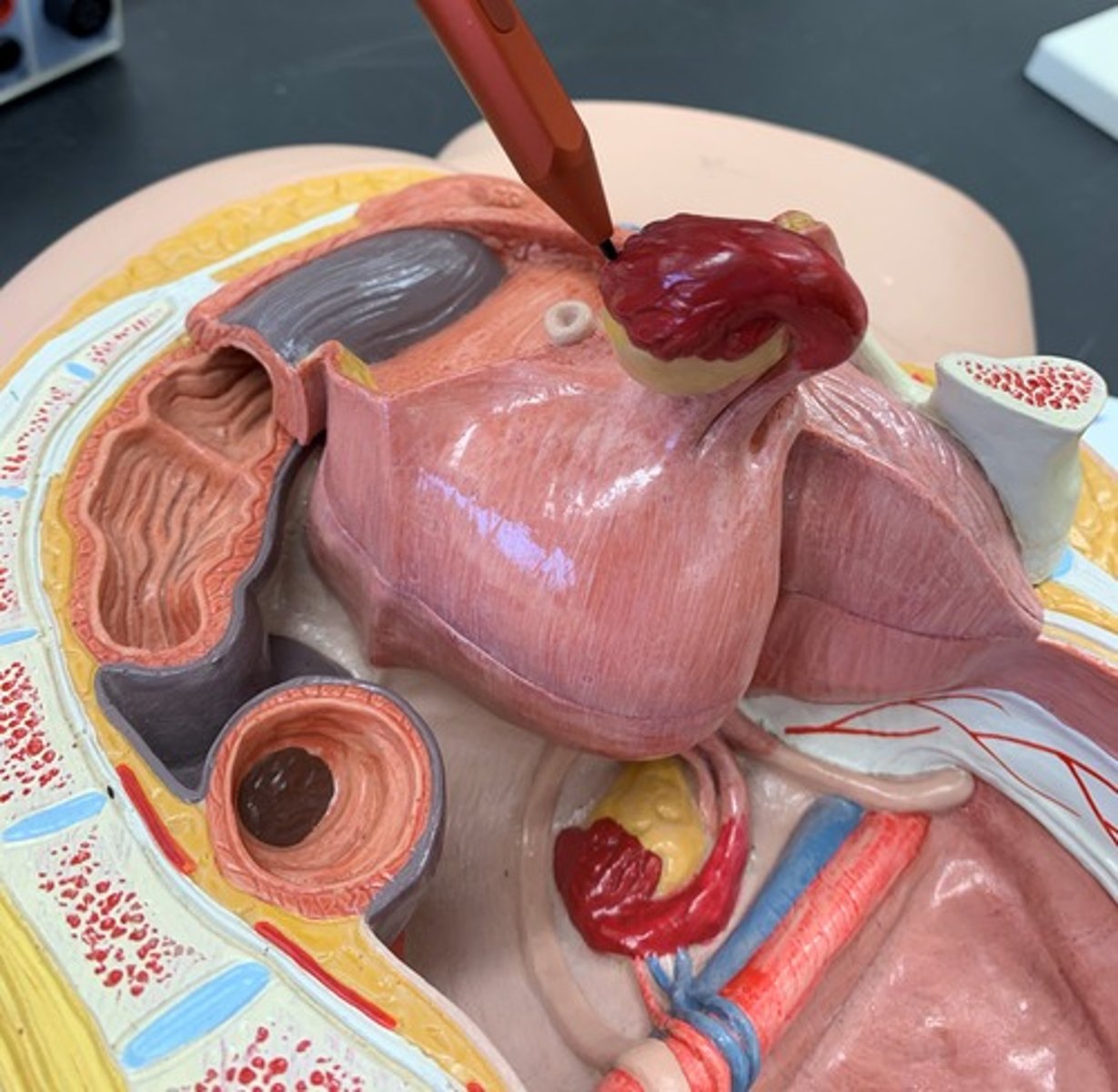 <p>finger or fringe like projections at the end of the fallopian tubes</p>