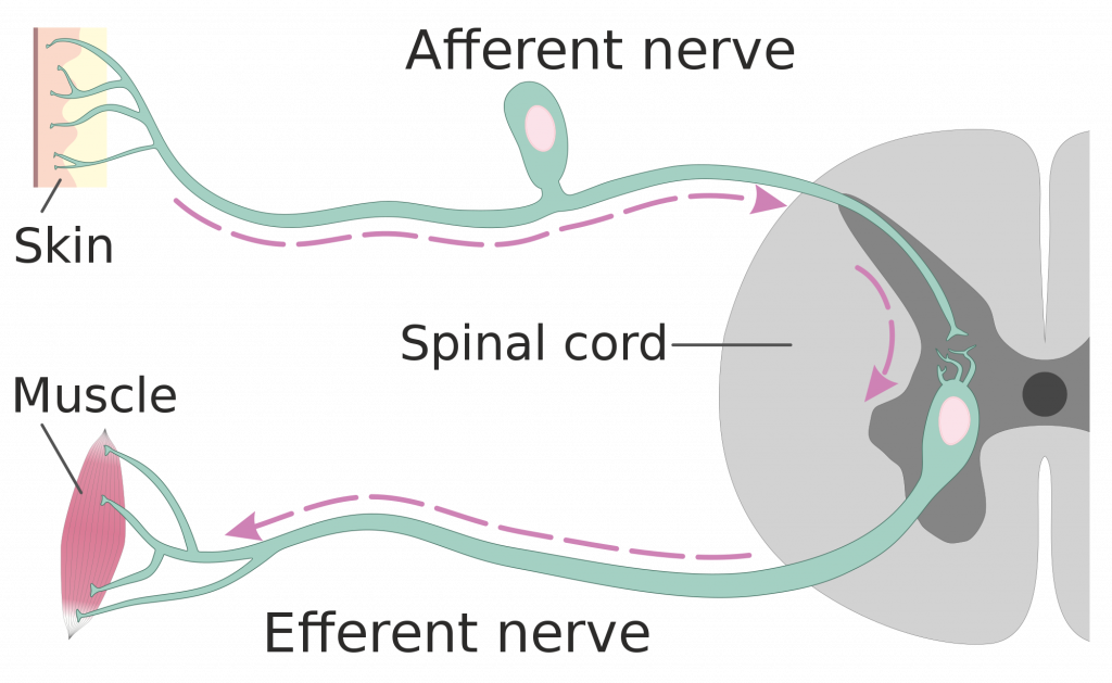 <p>Although both are neurons, afferent neurons are sensory neurons that send impulses to the CNS whereas efferent neurons are motor neurons that receive signals from CNS to PNS.</p>