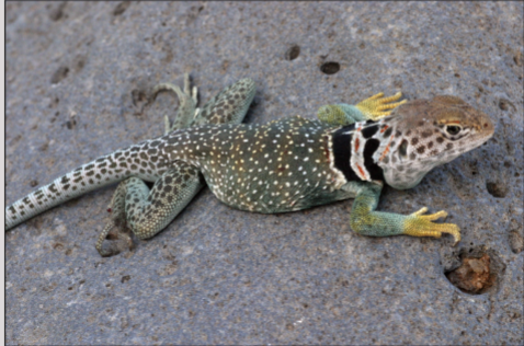 <p><span><br></span><em><span>Crotaphytus collaris</span></em></p>