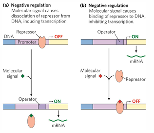 <p>default for most bacterial is on, can be with inducible or repressible</p><p><strong>repressor = </strong>protein blocks RNA poly from binding / moving along</p><p><strong>operators </strong>= binding sites on DNA bind repressors near promoter</p><p><strong>effectors</strong> = small molecule binds repressor and conformational change</p>