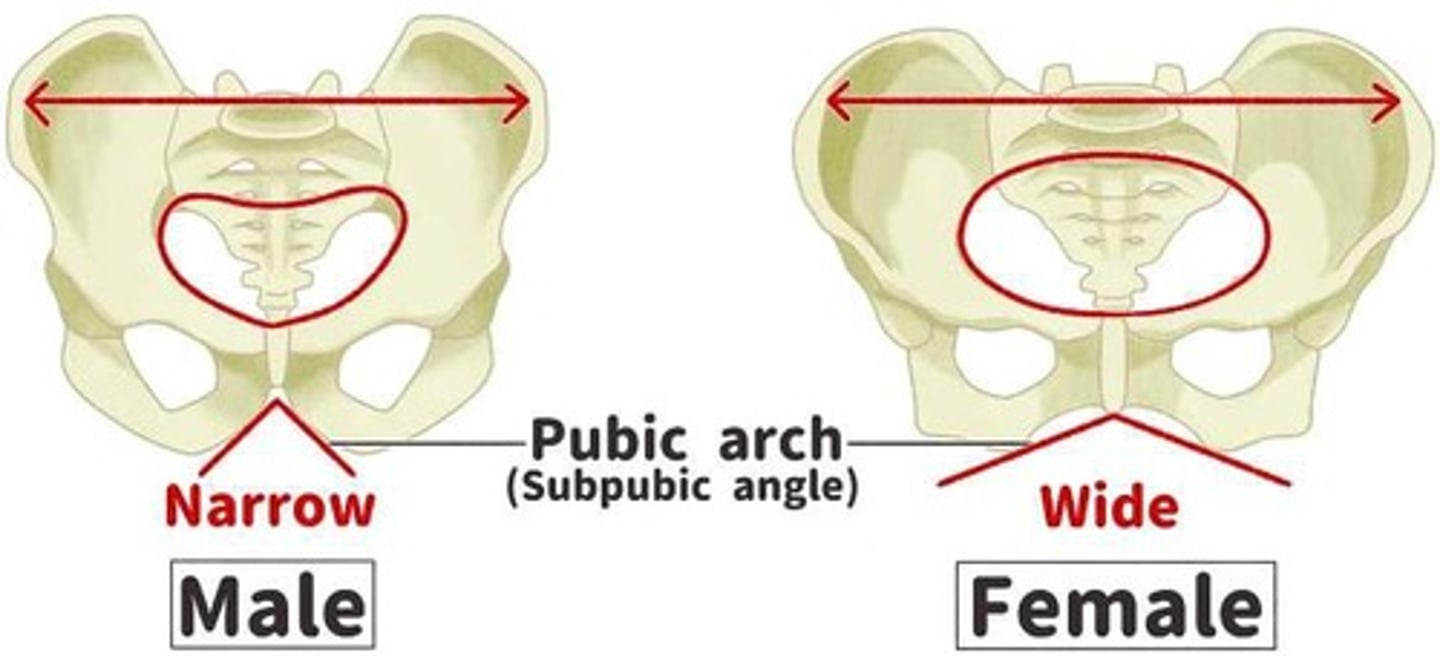 <p>Hypothesis pertaining to hominin mothers giving birth to a large-brained, large-bodied infant: Owing to the large brain, the birth process requires a wide pelvis, but efficient bipedalism requires a narrow pelvis</p>