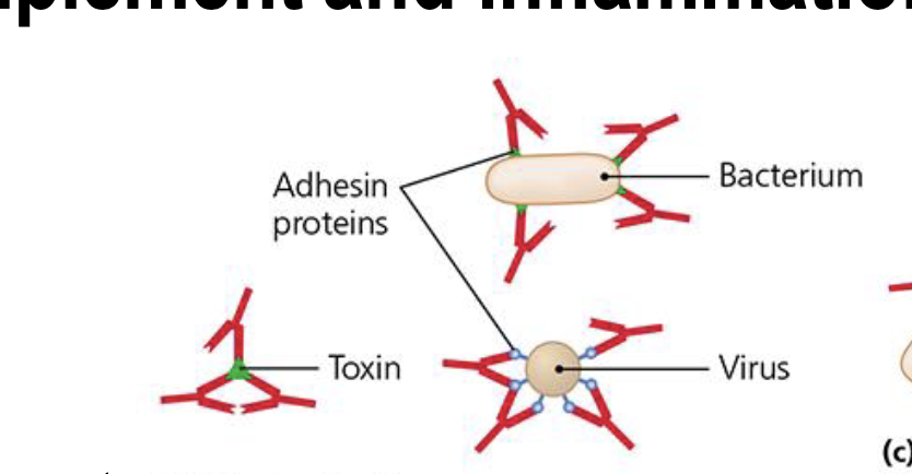 <p>How does neutralization work for anitbody function?</p>