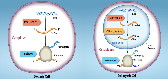 <ul><li><p><mark data-color="purple" style="background-color: purple; color: inherit">transcription</mark> &amp; <mark data-color="purple" style="background-color: purple; color: inherit">RNA processing</mark> occurs in the <mark data-color="purple" style="background-color: purple; color: inherit">nucleus</mark></p></li><li><p><mark data-color="green" style="background-color: green; color: inherit">translation</mark> takes place in the <mark data-color="green" style="background-color: green; color: inherit">cytoplasm</mark></p></li></ul><p><u>gene expression is regulated during:</u></p><ol><li><p>transcription</p></li><li><p>translation</p></li><li><p>post-translational modification of proteins</p></li></ol><p></p>