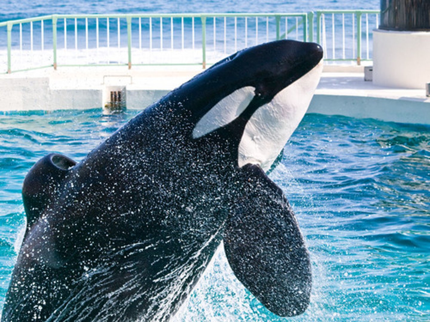 <p>Whale</p>