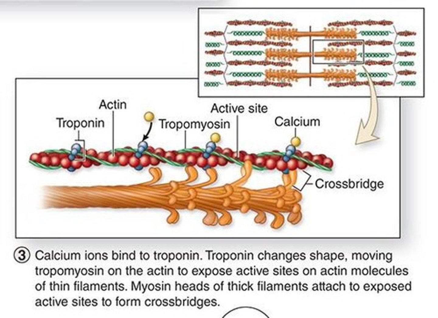 <p>What are the 3 subunits that make up troponin?</p>