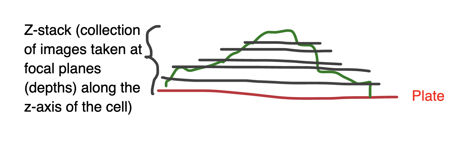 <ul><li><p><span><span>Computational, post-processing technique that improves the resolution, contrast, and signal-to-noise ratio of fluorescence images by removing out-of-focus light and blurring</span></span></p></li><li><p>Uses the standard fluorescence microscope</p></li><li><p>Collects a z-stack of images (a <span style="background-color: inherit;"><span>collection of images taken at focal planes (depths) along the z-axis of the cell)</span></span></p></li></ul><p></p>