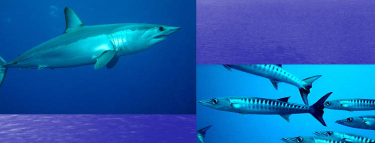 <p>What Shape are these fish?</p>