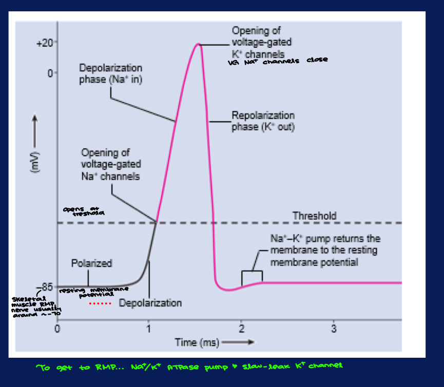 <ul><li><p>Neuron AP & skeletal muscle AP look the same, just different #’s</p></li><li><p>To get to RMP… Na+/K+ ATPase pump & slow leak K+ channel</p></li></ul><p></p>
