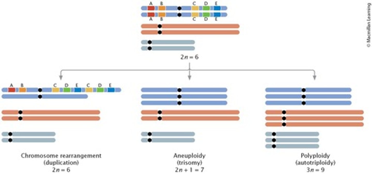 <p>One metacentric chromosome and one chromosome with two very short arms.</p>
