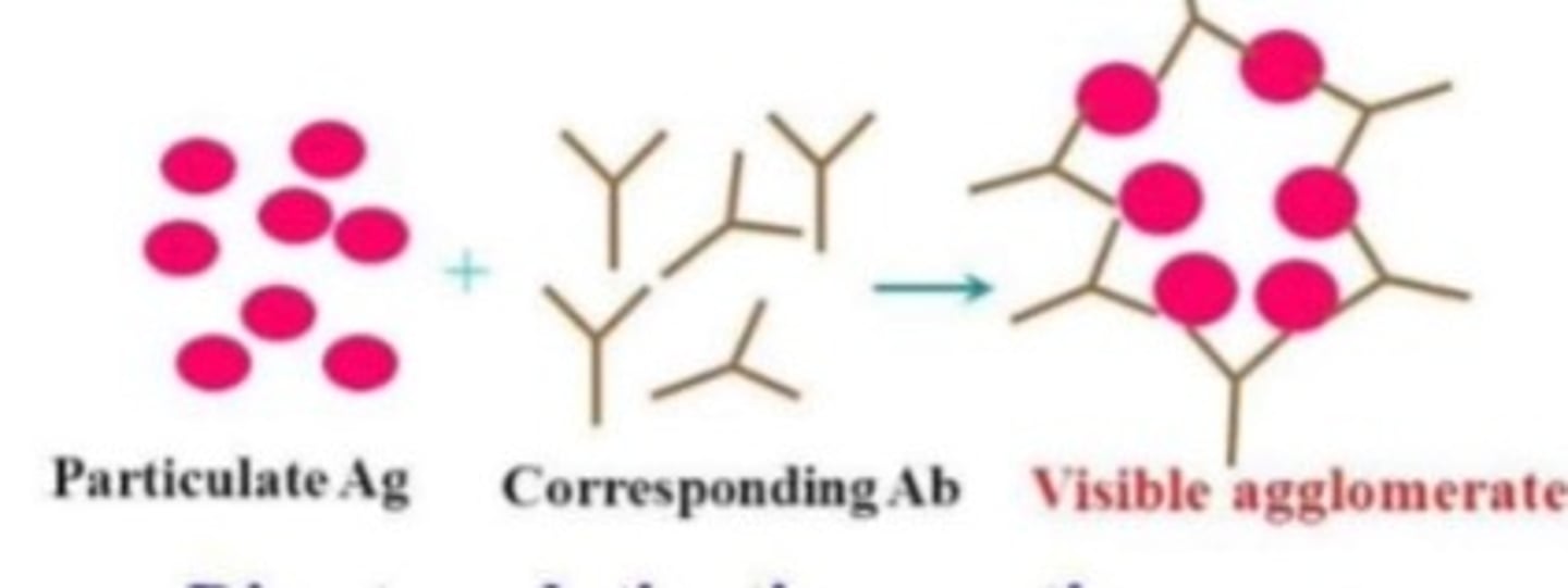 AGGLUTINATION REACTIONS Flashcards Knowt