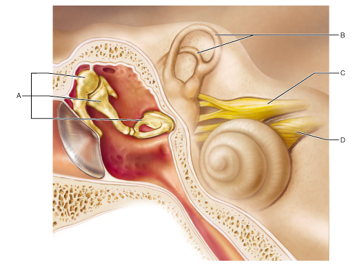 Damage to which of these structures can result in sensorineural deafness?