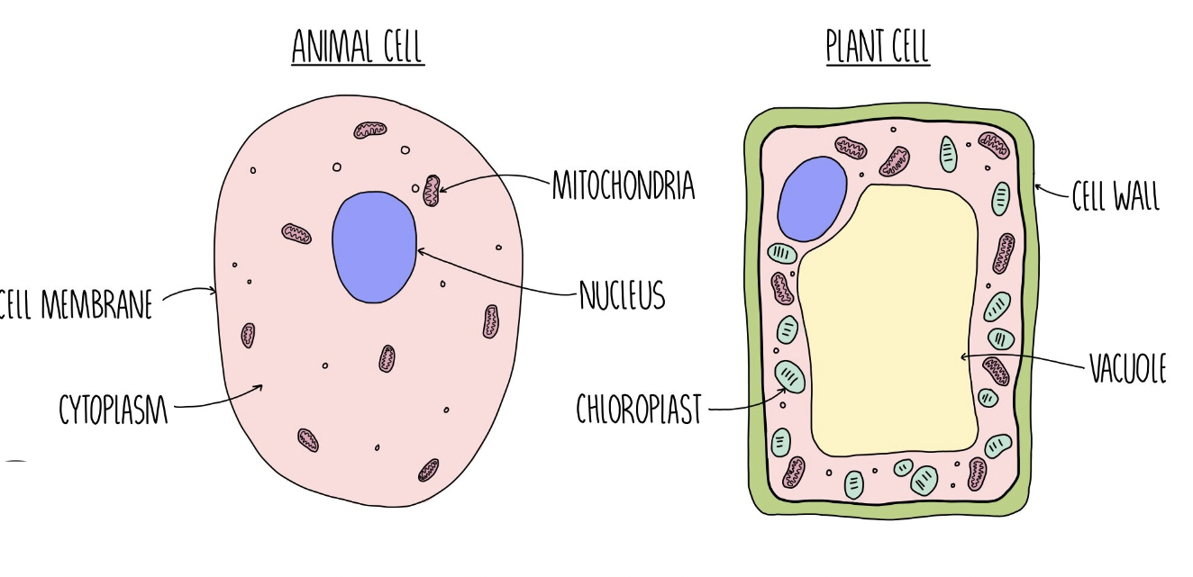 Diffrences between plant and animal cells
