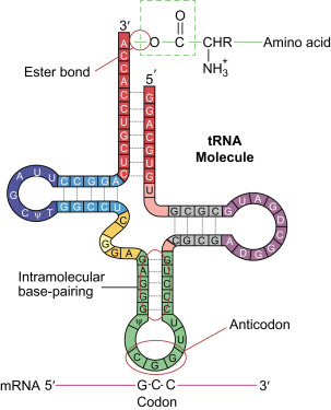 <p><strong>Has a cloverleaf structure that includes an anticodon at one end and an amino acid attachment site at the other</strong>&nbsp;<span style="color: green;"><span>*critical for translation&nbsp;by matching them with the corresponding codons on the mRNA.</span></span></p><p>Transport specific AAs to the ribosome during protein synthesis, ensuring accurate translation of mRNA codons into polypeptide chains. </p>