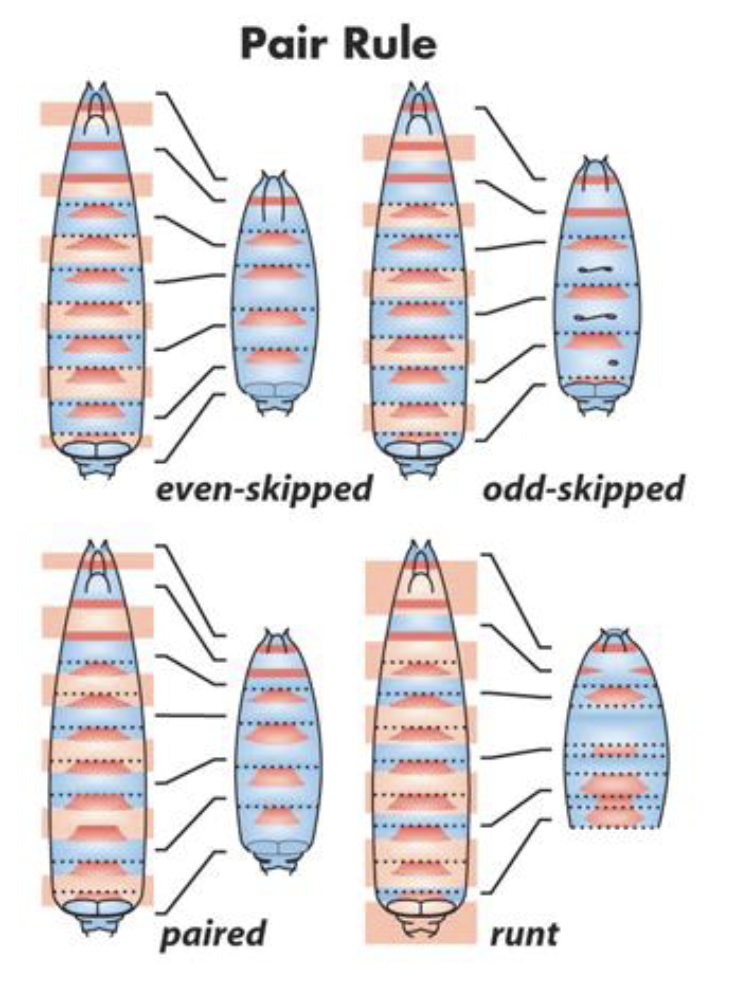 <ul><li><p>phenotype involves loss of every other segment</p></li></ul><p></p>