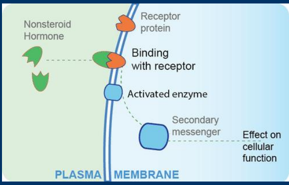 <p>Receptors activation can produce <strong>second messengers</strong>, small molecules that diffuse through the cell to affect cell pathways</p>