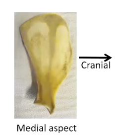 <ul><li><p>Flat - scapular glide (Scapula gliding across the surface of the rib-cage)</p></li></ul><ul><li><p>Rough bone - muscle attachment</p><ul><li><p>Serratus ventralis muscle (dorsal)</p></li><li><p>Subscapularis muscle (ventral)</p></li></ul></li></ul><p></p>