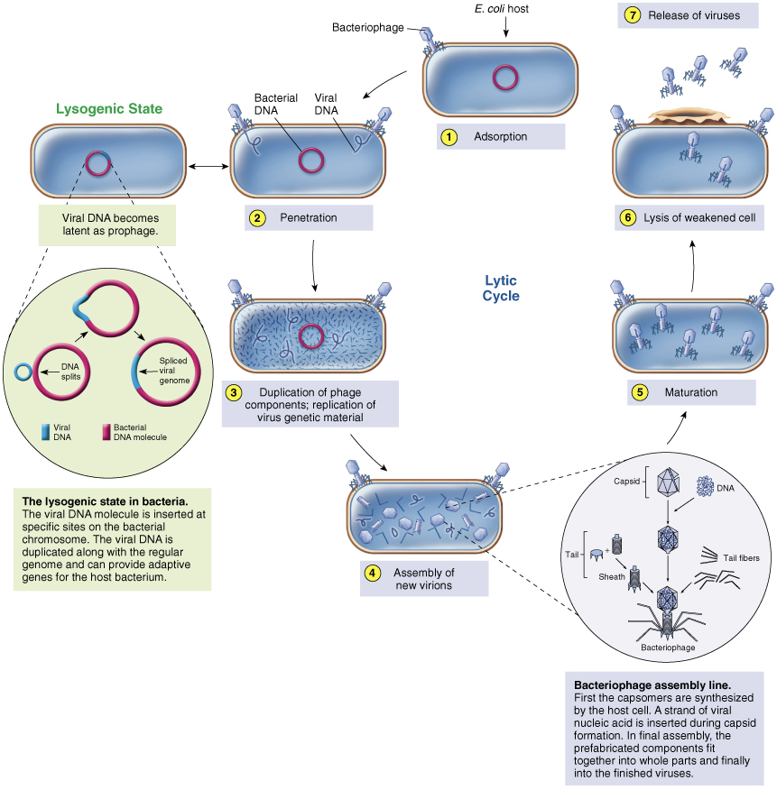 <p>viral components produced</p>