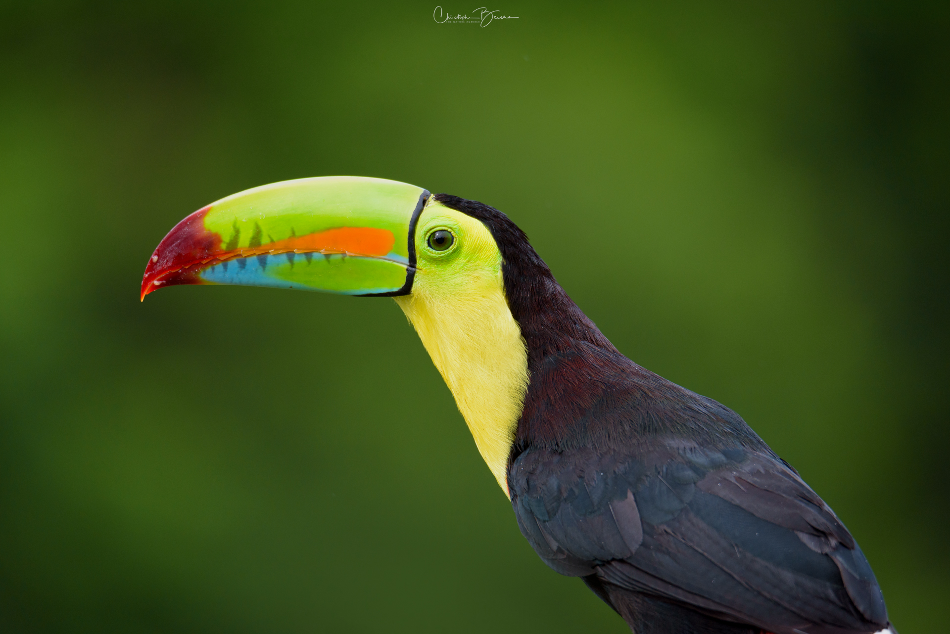 Piciformes - Ramphastidae - Ramphastos sulfuratus