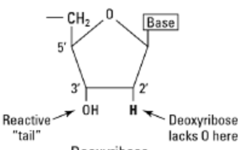 <p>Is a difference between DNA and RNA.</p><p>This is what mRNA contains it is a five-carbon sugar that form a sugar-phosphate backbone, and it is bound to nitrogenous bases.&nbsp;</p><p>mRNA contains this to provide a flexible structure for transmitting genetic information. The key functional difference is that _______ sugar as a reactive hydroxyl group on its second carbon, which makes mRNA more susceptible to hydrolysis and less stable than DNA.</p><p>This chemical instability is why RNA is suited for its temporary, short-term role as a messenger, whereas DNA is better suited for long-term genetic information storage.&nbsp;</p>