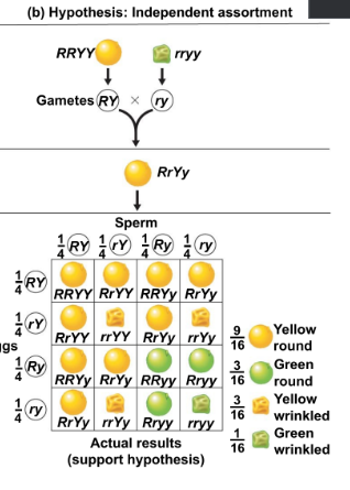 <ul><li><p>traits of two characters separate</p></li></ul><p></p>