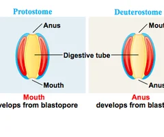 <p>blastopore will form anus opening first</p>