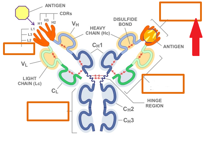 <p><span style="font-family: __bwModellica_c589ae, __bwModellica_Fallback_c589ae">Which region of the antibody is highlighted by the red arrow?</span></p>