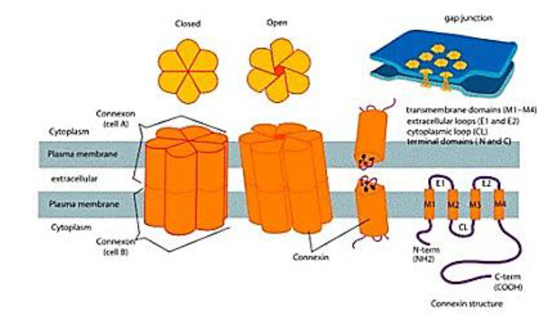 <p>Identifica la unión celular</p>