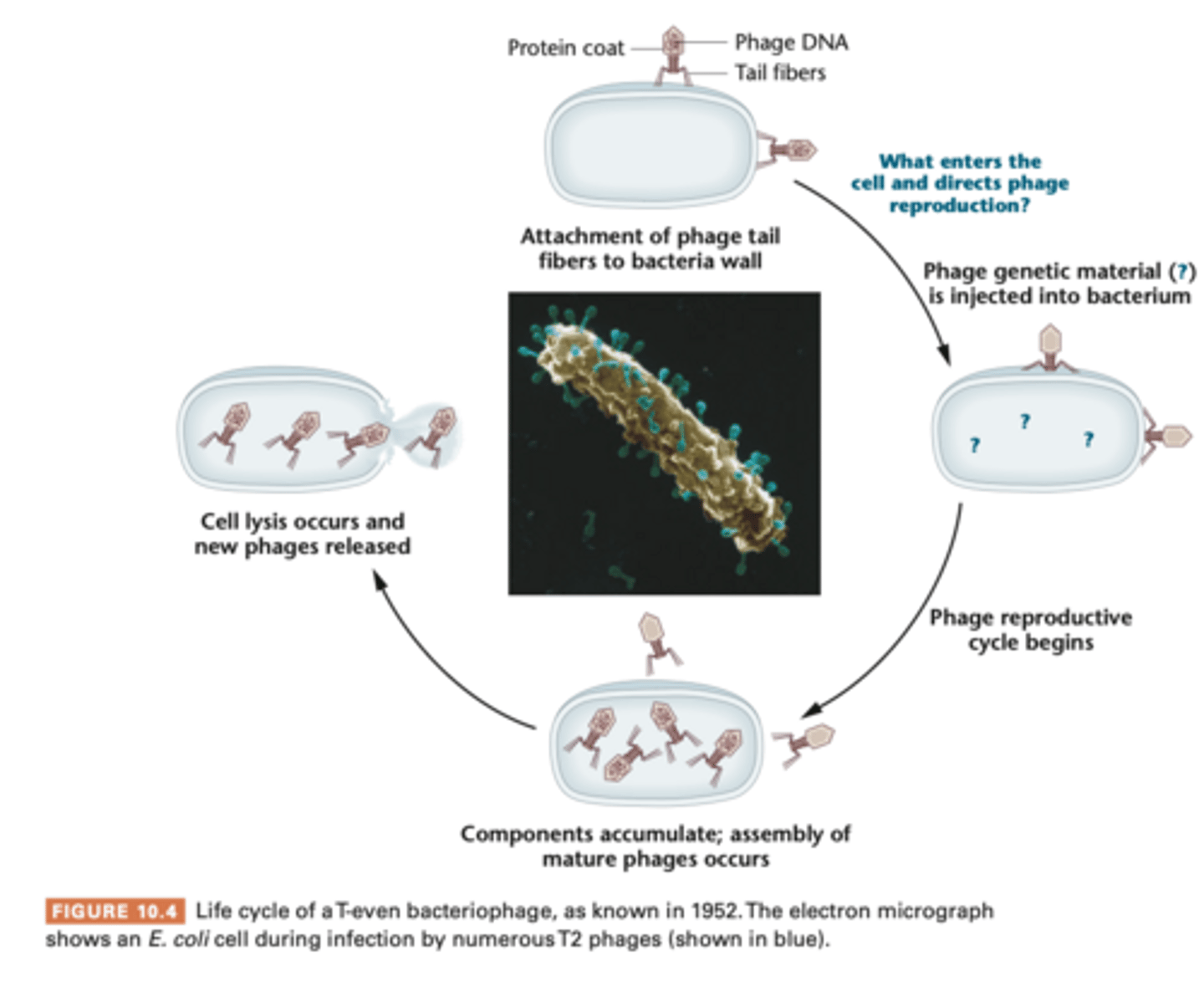 <p>- study with bacteriophage T2 (protein core surrounding core of DNA)</p><p>- electron micrograph show the phage's external structure is made of icosahedral heat plus a tail, phage adsorbs to bacterial cell, and some component of the phage enters cell causing viral reproduction, causes bacterial cell lysis - lytic cycle</p>