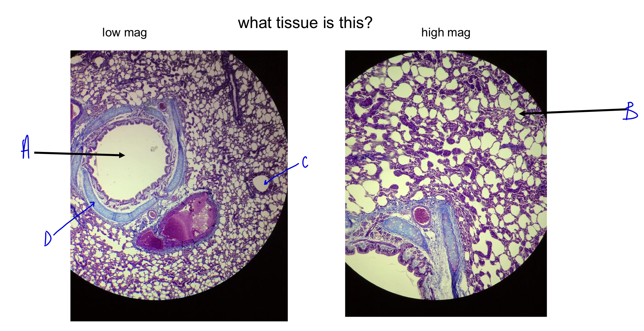 <p>what tissue is this?</p>